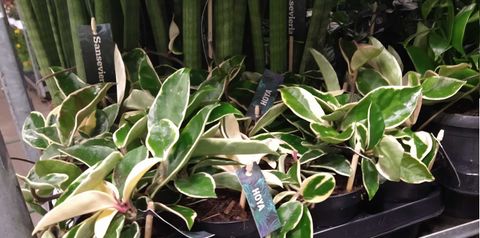 Hoya carnosa 'Tricolor'