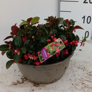Gaultheria procumbens