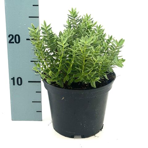 Hebe 'Red Edge'  Plant Wholesale FlorAccess