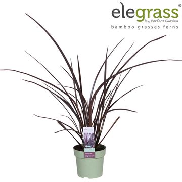 Phormium 'Amazing Red'