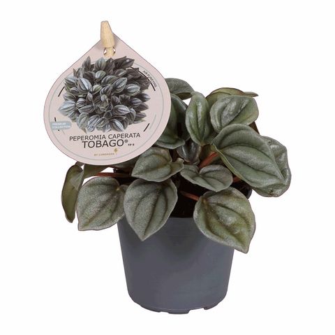 Peperomia caperata 'Tobago'