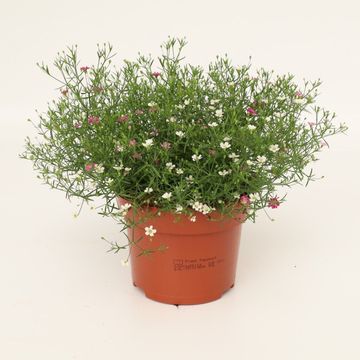 Gypsophila muralis MIX IN POT