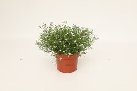 Gypsophila muralis MIX IN POT