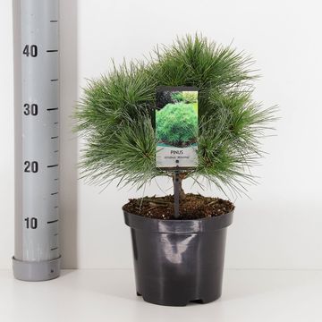 Pinus strobus 'Minima'