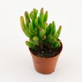 Crassula ovata 'Horntree'