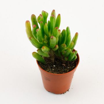 Crassula ovata 'Horntree'
