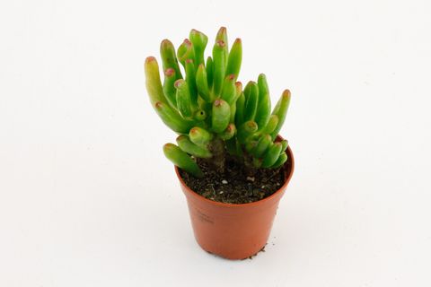 Crassula ovata 'Horntree'