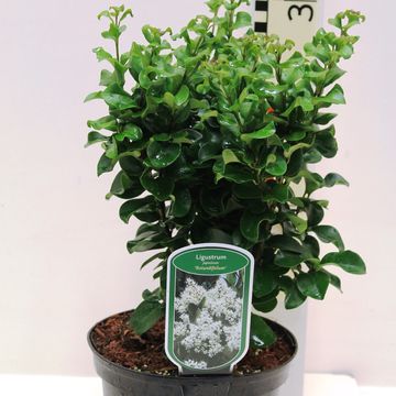 Ligustrum japonicum 'Rotundifolium'