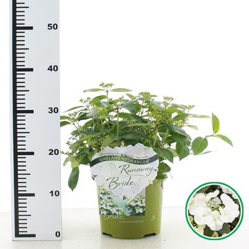 Hydrangea RUNAWAY BRIDE