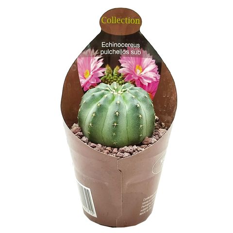 Echinocereus pulchellus