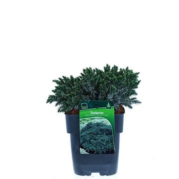 Juniperus squamata 'Blue Star'