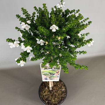 Prostanthera cuneata