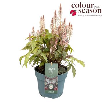 Tiarella 'Pink Skyrocket'