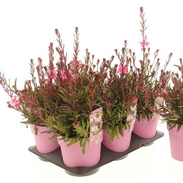 Gaura lindheimeri 'Graceful Pink'