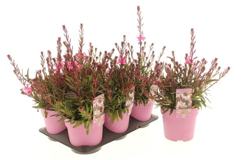 Gaura lindheimeri 'Graceful Pink'