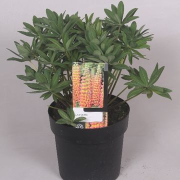 Lupinus WEST COUNTRY GLADIATOR