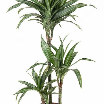 Dracaena fragrans 'Ulises'