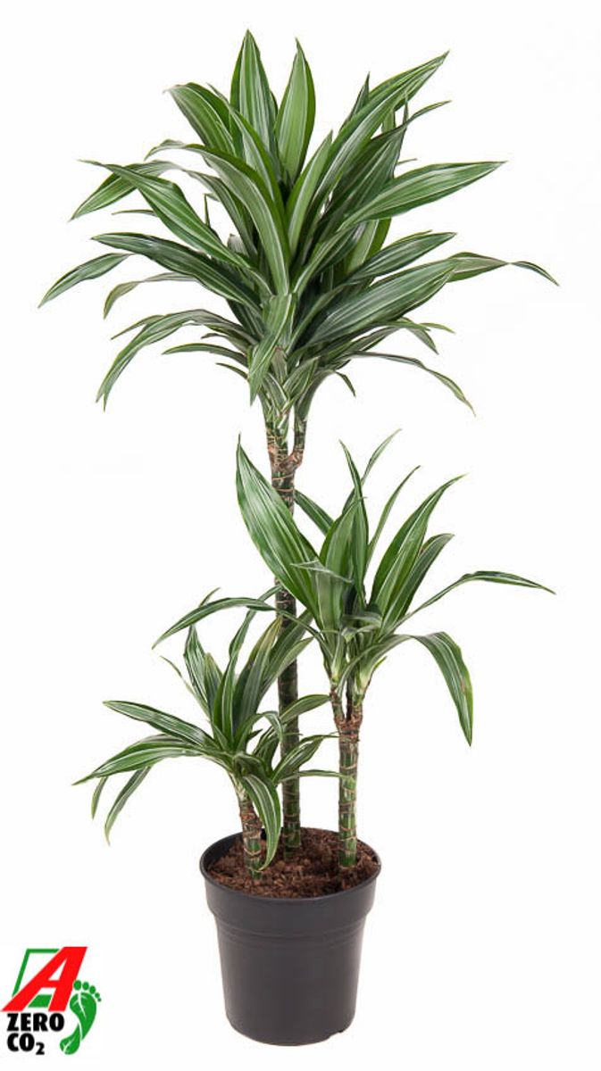 Dracaena fragrans 'Ulises'  Plant Wholesale FlorAccess