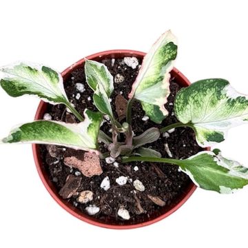 Syngonium 'Starlite'