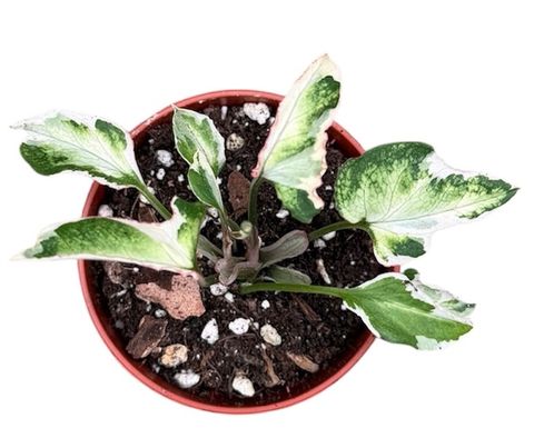 Syngonium 'Starlite'