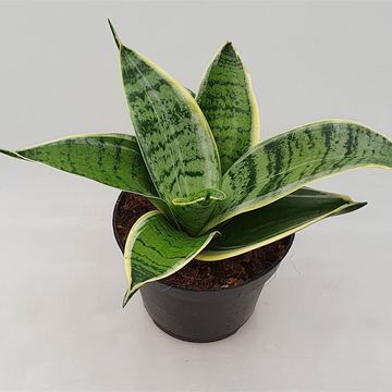 Sansevieria 'Silver Star'