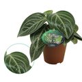 Peperomia sarcophylla