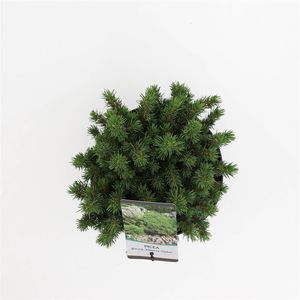 Picea glauca 'Alberta Globe' (Bremmer Boomkwekerijen)