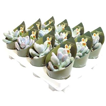 Pachyphytum oviferum