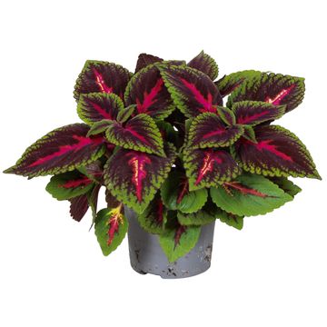 Plectranthus scutellarioides MAIN STREET RUBY ROAD