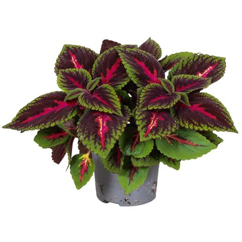 Plectranthus scutellarioides MAIN STREET RUBY ROAD