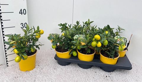 Citrus x floridana