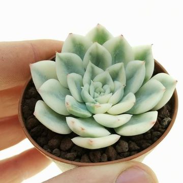 Echeveria 'Moon Fairy Variegata'