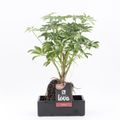 Schefflera arboricola