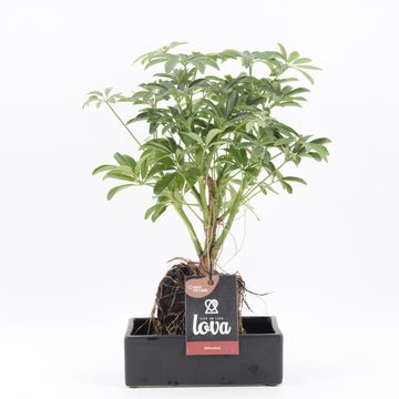 Schefflera arboricola