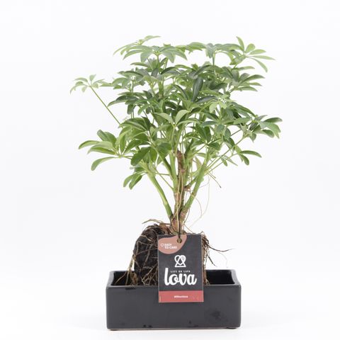 Schefflera arboricola