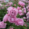 Rosa NAUTICA