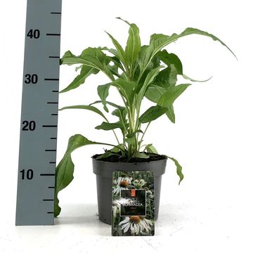 Echinacea purpurea 'Alba'