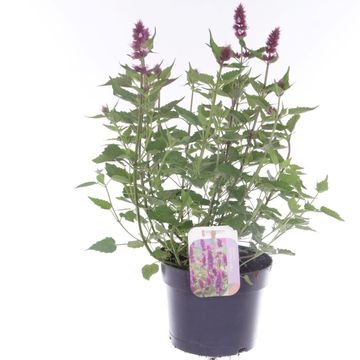 Agastache BEELICIOUS PINK