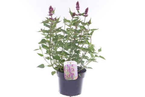 Agastache BEELICIOUS PINK