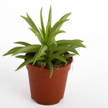Peperomia 'Sweet Spark'