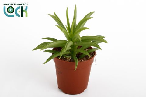 Peperomia 'Sweet Spark'