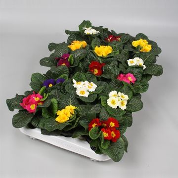 Primula ACAULIS MIX