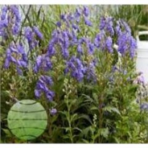Aconitum 'Pershore Abbey'
