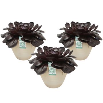 x Semponium 'Destiny'