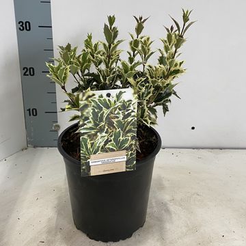 Osmanthus heterophyllus 'Variegatus'