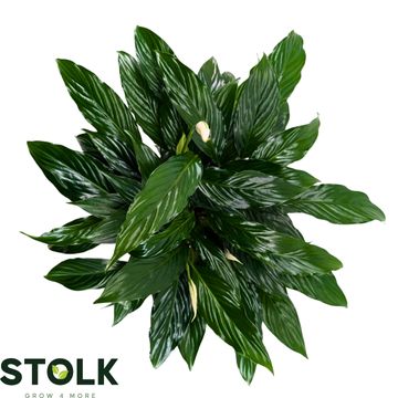 Spathiphyllum 'Queeny'