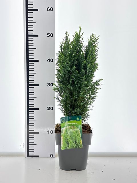 Chamaecyparis lawsoniana 'Ellwoodii'