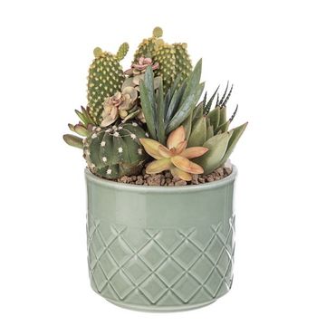 Arranjo Cactus / Succulent