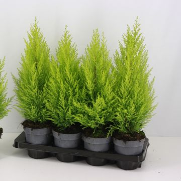 Cupressus macrocarpa 'ГолдКрест Вилма'