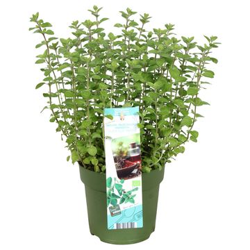 Origanum vulgare 'Margeritha'